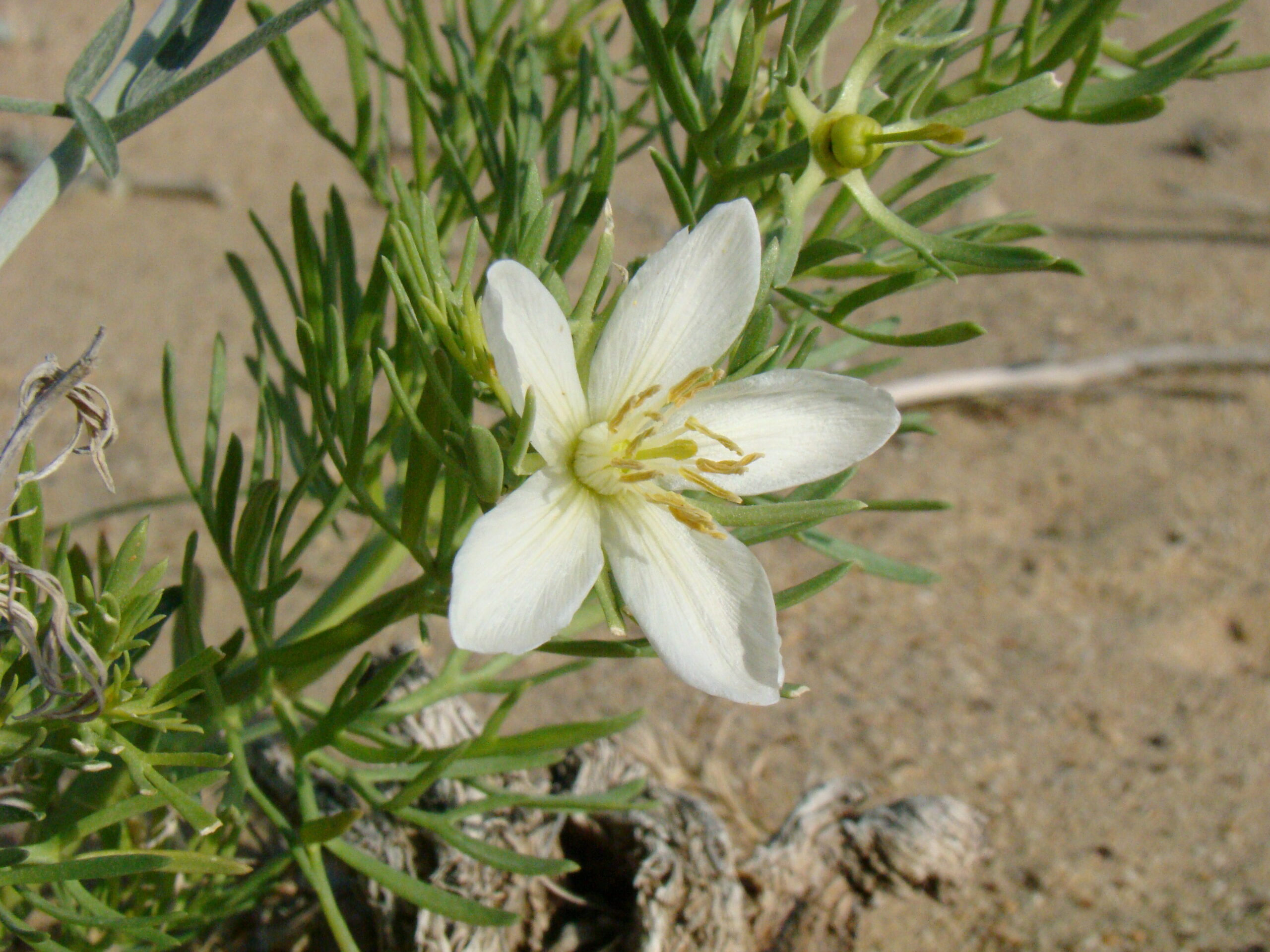 Peganum stepní