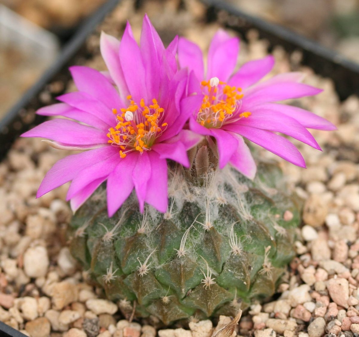 Pelecyphora