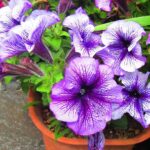 Petunia_(Petunia_×atkinsiana)