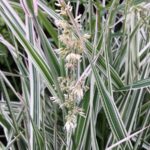 Phalaris_arundinacea_Picta5