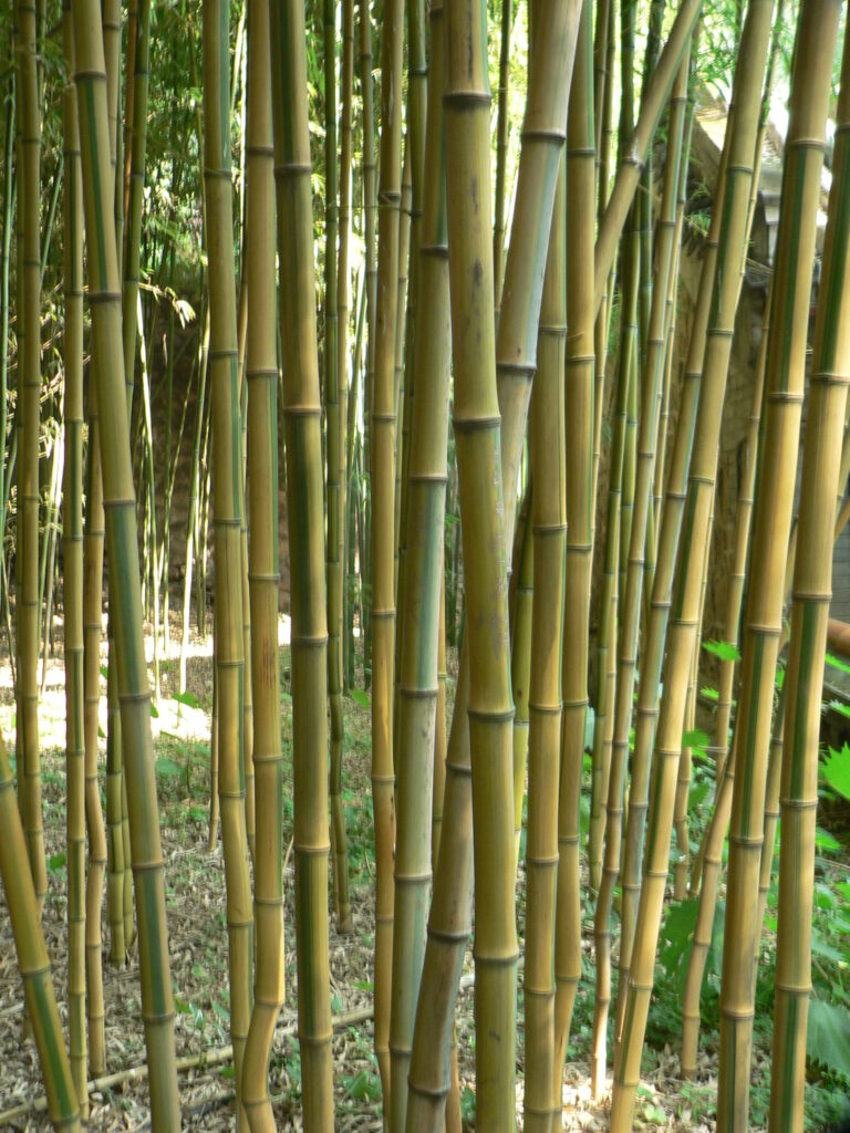 Phyllostachys_aureosulcata_f._spectabilis,_Beijing_Tanzhe_Temple