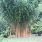 Phyllostachys_bambusoides_holochrysa