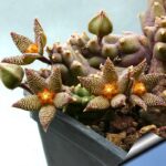 Piaranthus_foetidus_03_810