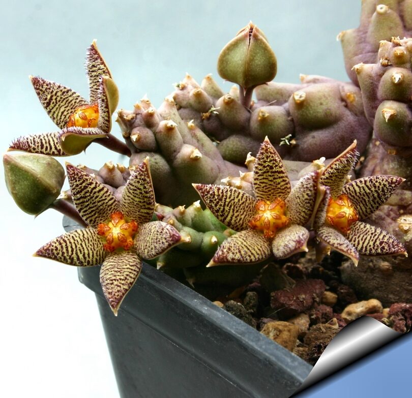 Piaranthus