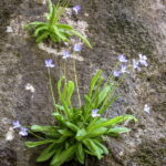 Pinguicula_vallisneriifolia.07