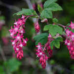 Pink_Flowering_Currant_closeup,_Ribes_sanguineum