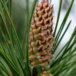 Pinus pinaster-s