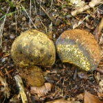 Pisolithus_arrhizus_CZ