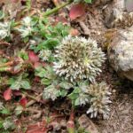 Polycarpaea_latifolia_Tenerife_3