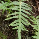 Polypodium_macaronesicum_001