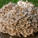 Polyporus_umbellatus