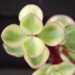 Portulacaria-afra-variegata6-898×674