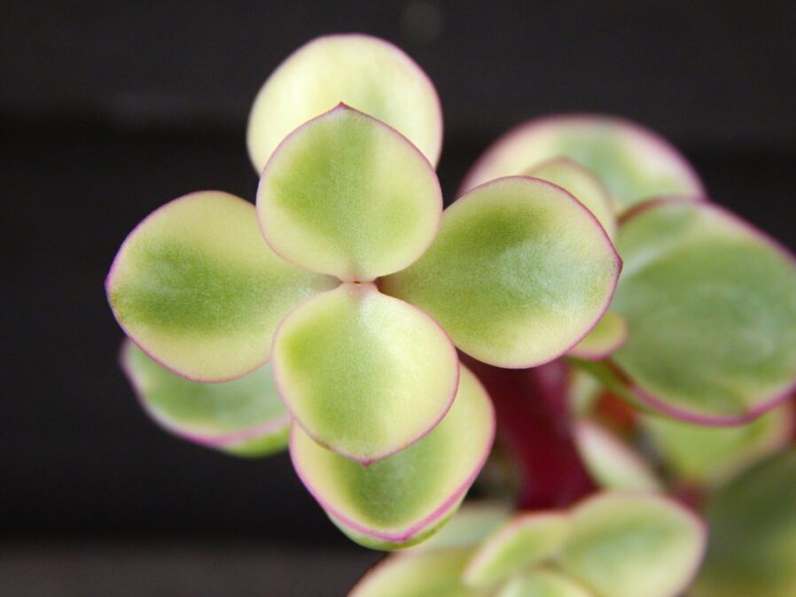 Portulacaria