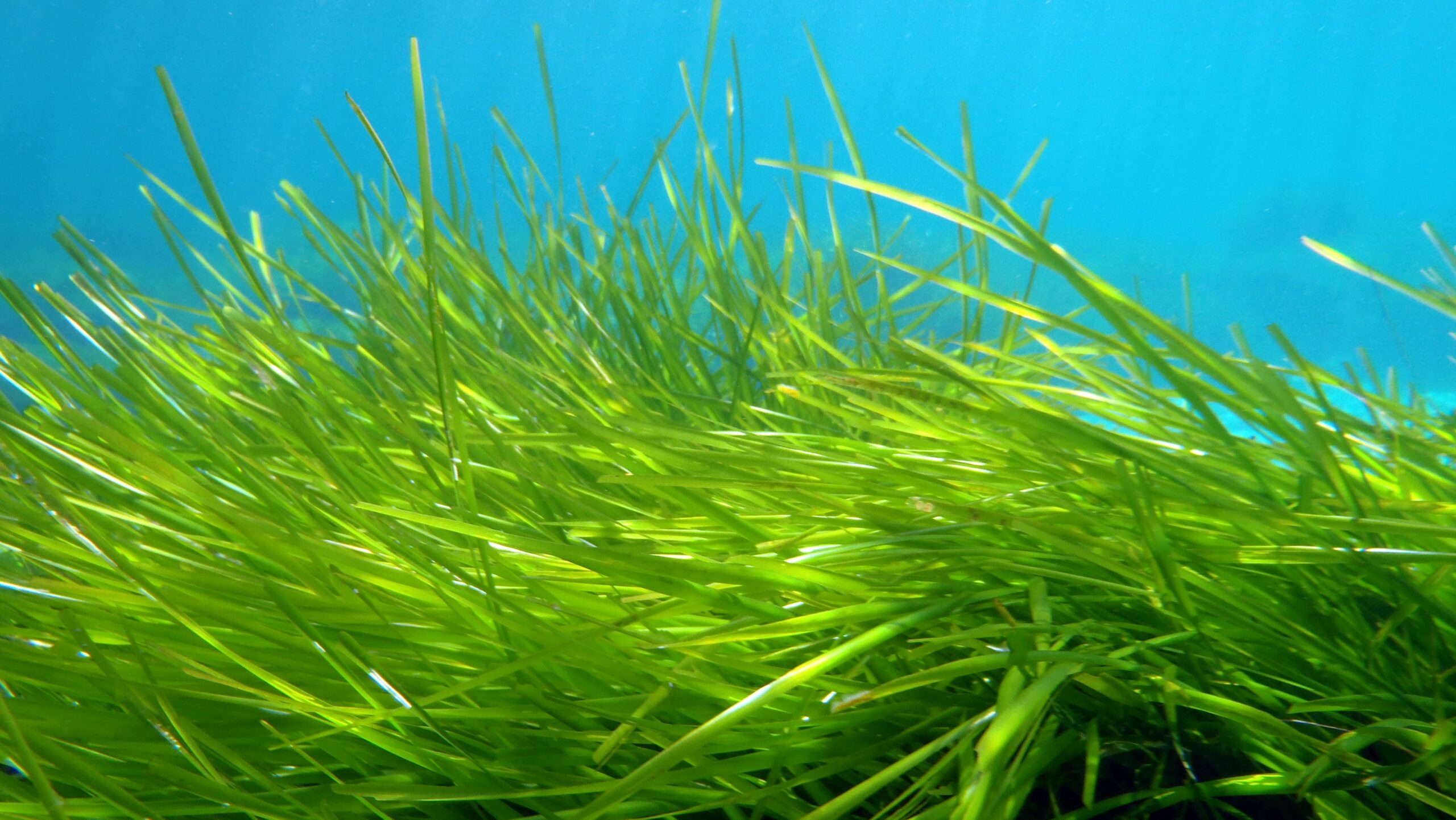 Posidonie neptunova