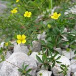 Potentilla_erecta01