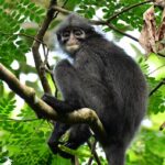 Presbytis_femoralis_Andie_Ang