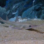 Pristiophorus_japonicus