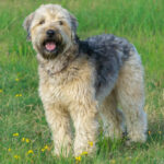 Irish soft coated wheaten terrier stay on grass