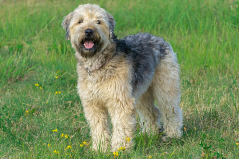 Irish soft coated wheaten terrier stay on grass