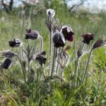 Pulsatilla_pratensis_subsp._bohemica30