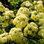 ROSE_BANKLUTEA_L28802