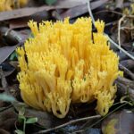 Ramaria_lorithamnus_-_Bola_Creek