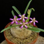 Raphionacme_bingeri_25955_l