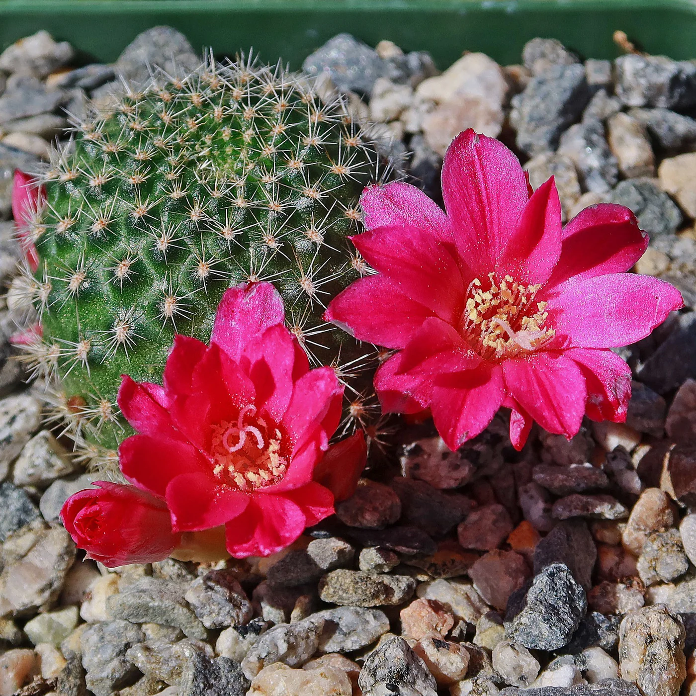 Rebutia violaciflora