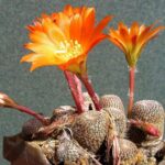 Rebutia_heliosa_3