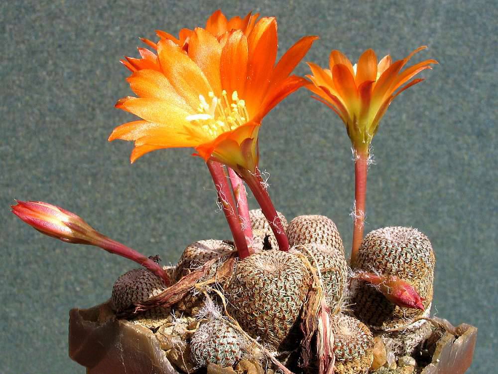Rebutia heliosa