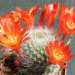Rebutia senilis Rebutia_senilis_1