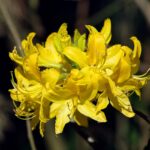 Rhododendron_luteum_(flower)