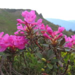 Rhododendron_myrtifolium_(kotschyi)_(35022610190)