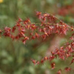 Rhynchelytrum_repens_(Rose_Natal_grass)_in_Hyderabad,_AP_W_IMG_1458