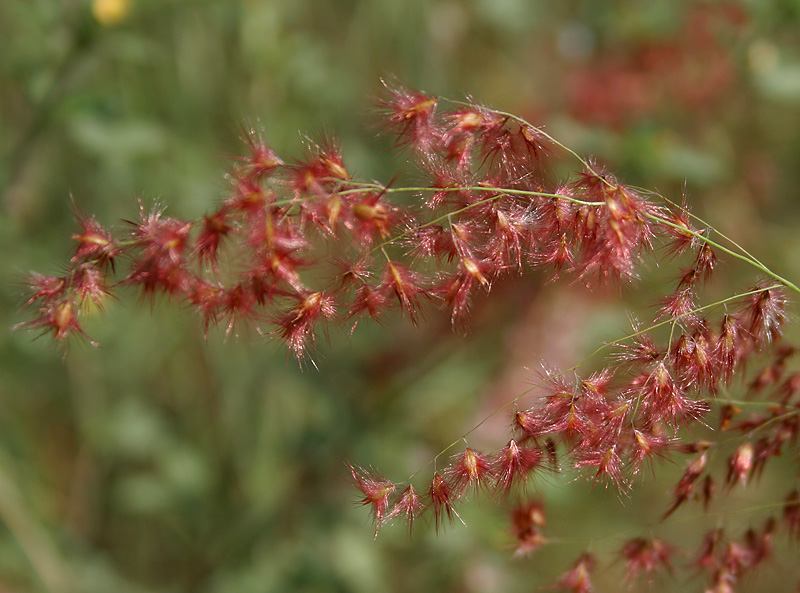 Rhynchelytrum repens