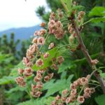 Ribes_petraeum_a2
