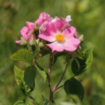 Rosa2520setigera2520merv2520web__83065.1690554745.1280.1280__33929