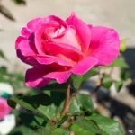 Rosa_HybridTea_PinkPeace_1024x1024.jpg