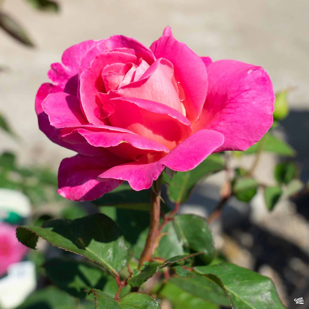 Růže kultivar ´pink peace´