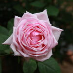 Rosa_’La_France‘