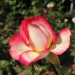 Rosa_Neue_Revue