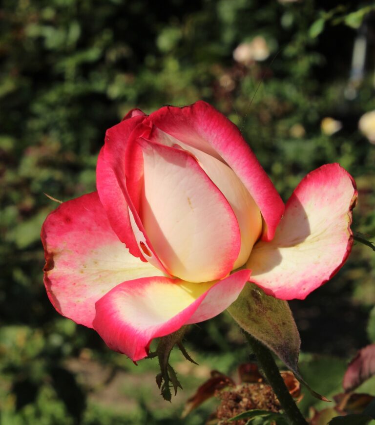Rosa_Neue_Revue
