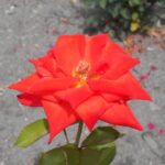 Rosa_Prominent_2018-07-08_4037