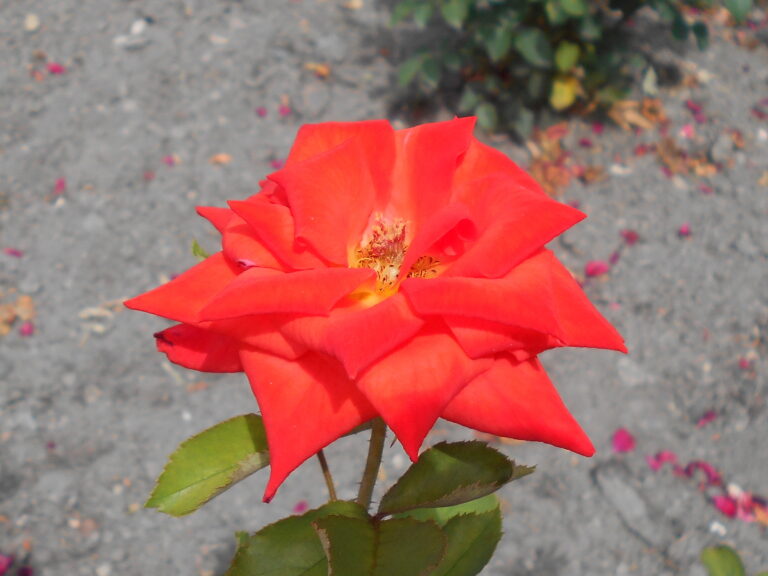 Rosa_Prominent_2018-07-08_4037