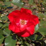 Rosa_Pussta_2018-07-10_5494