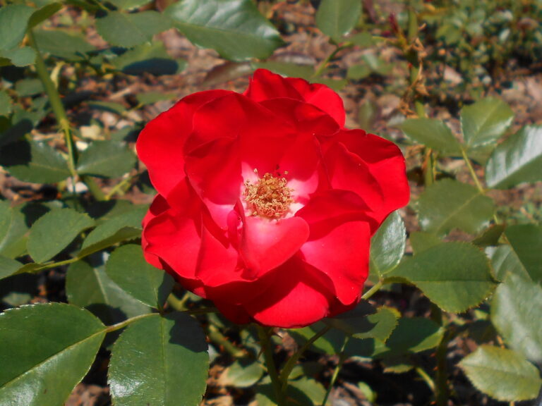 Rosa_Pussta_2018-07-10_5494