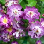 Rosa_Veilchenblau_-_Giverny01