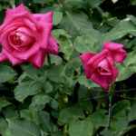 Rosa_’_Peter_Frankenfeld’_Rosengarten_Köln_2017_02