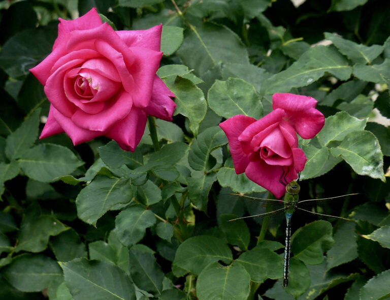 Rosa_'_Peter_Frankenfeld'_Rosengarten_Köln_2017_02