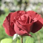 Rosa_cultivar_Tatjana_1